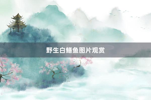 野生白鳝鱼图片观赏